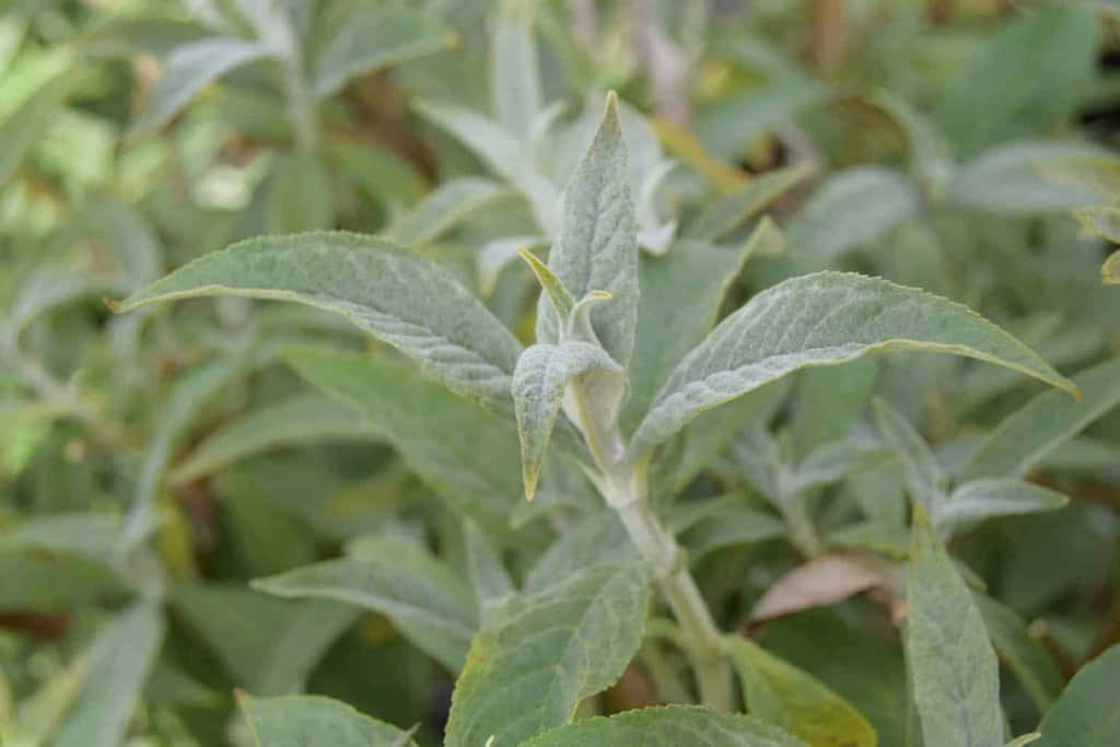 Buddleja davidii 'White Profusion' <span class="hidden specialOffer"></span> 40-60 cm